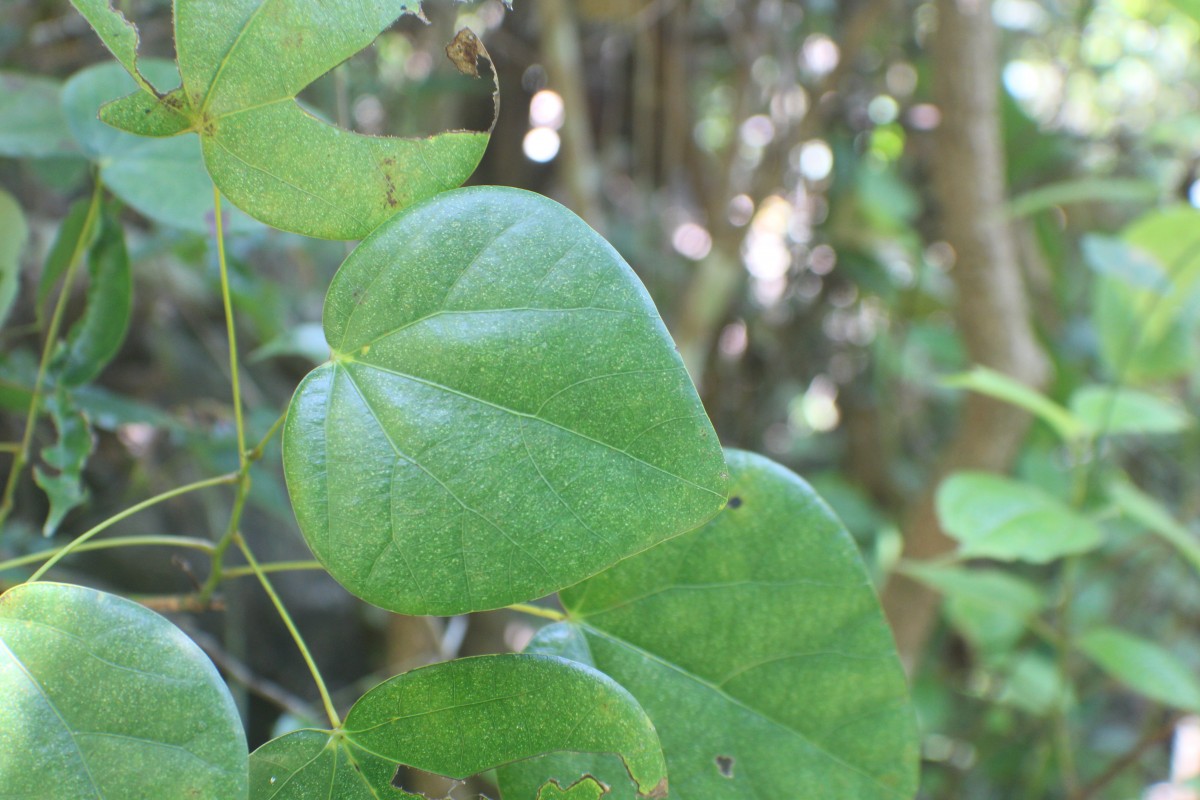 Diploclisia glaucescens (Blume) Diels